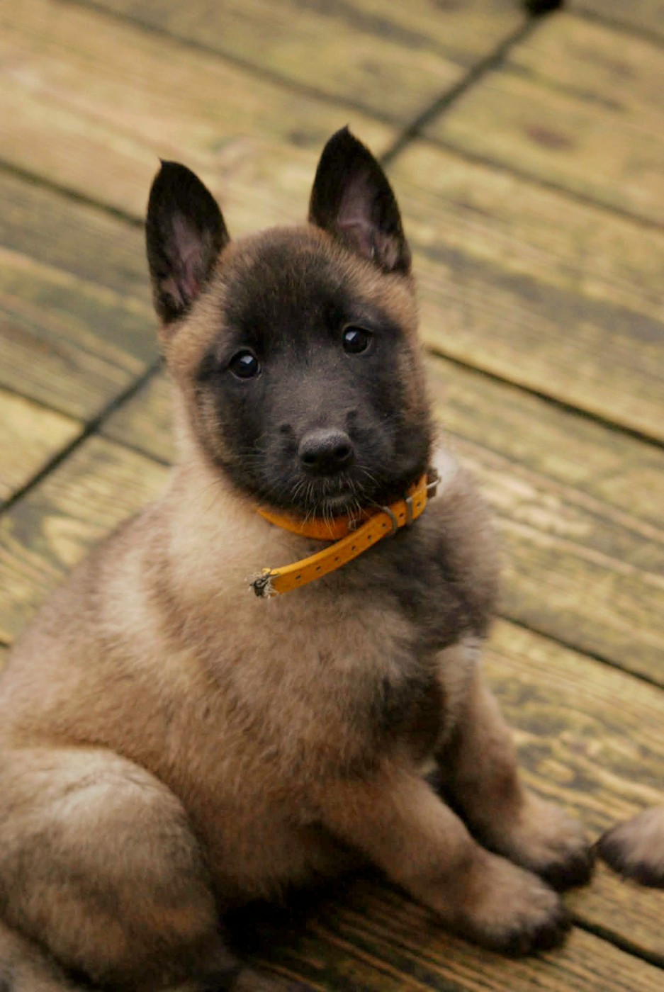 du Domaine de Vauroux - Chiots disponibles - Berger Belge