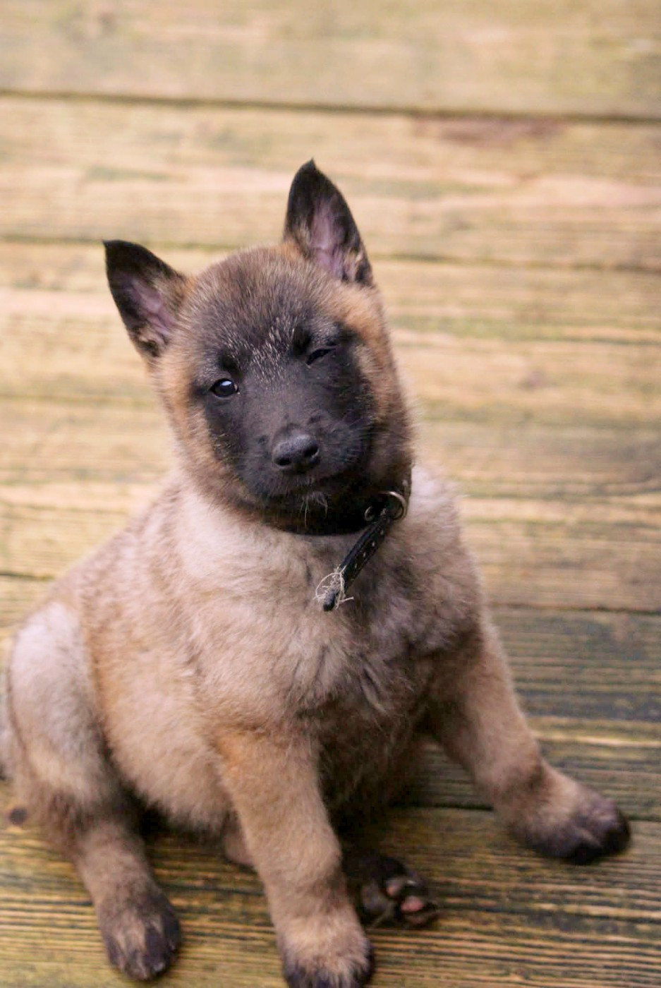 du Domaine de Vauroux - Chiots disponibles - Berger Belge