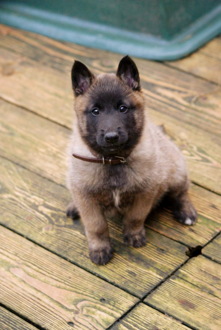 du Domaine de Vauroux - Chiots disponibles - Berger Belge