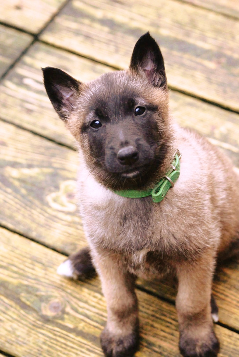 du Domaine de Vauroux - Chiots disponibles - Berger Belge