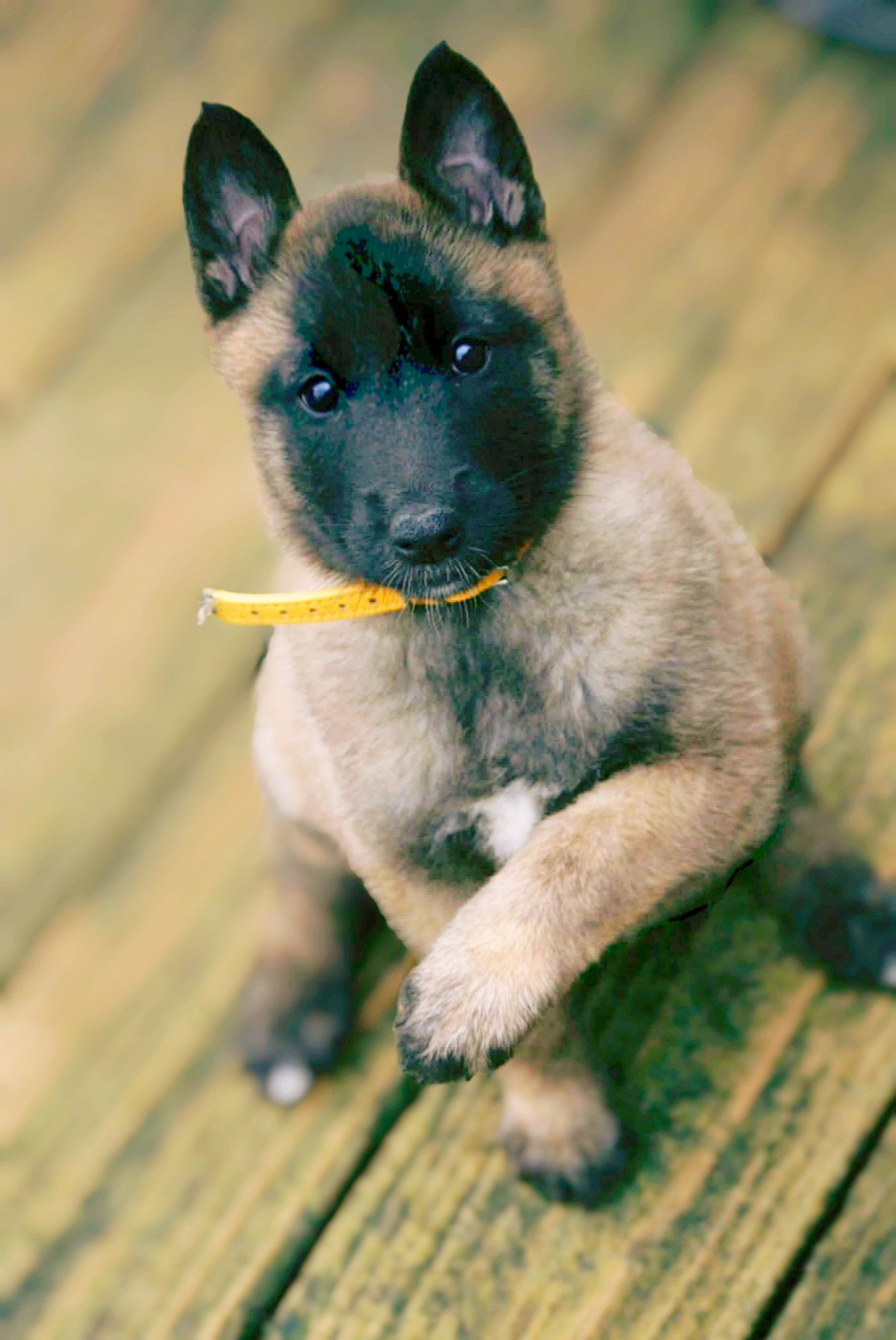Cachorro Berger Belge du Domaine de Vauroux
