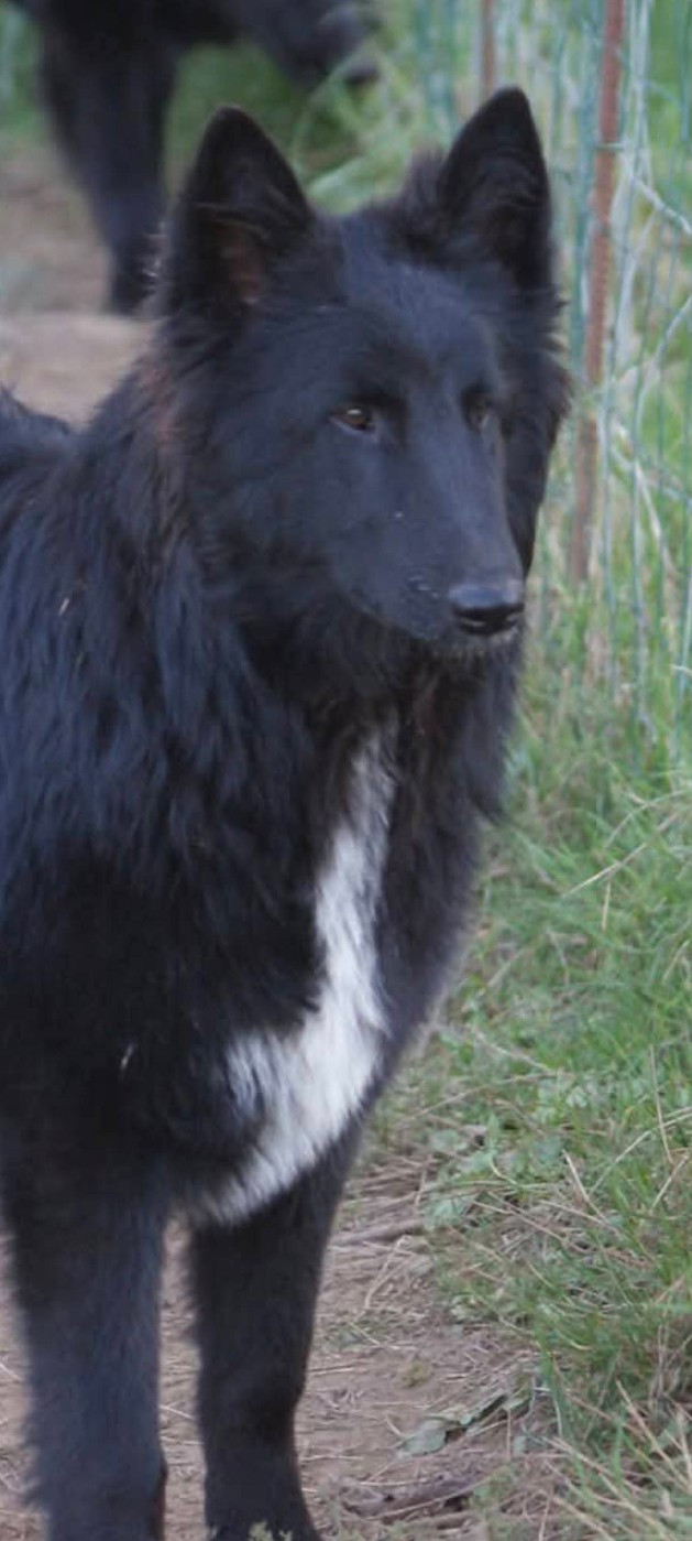 du Domaine de Vauroux - Chiots disponibles - Berger Belge