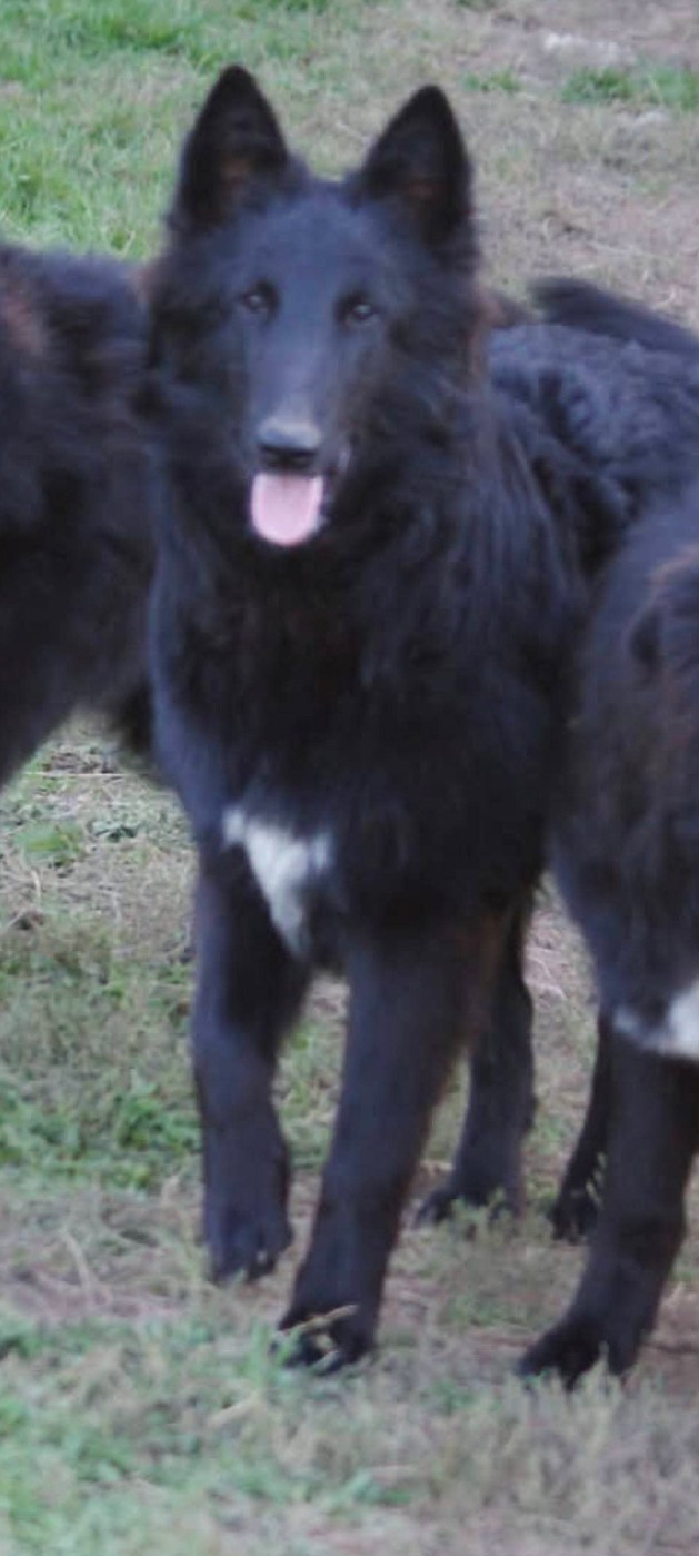 du Domaine de Vauroux - Chiots disponibles - Berger Belge