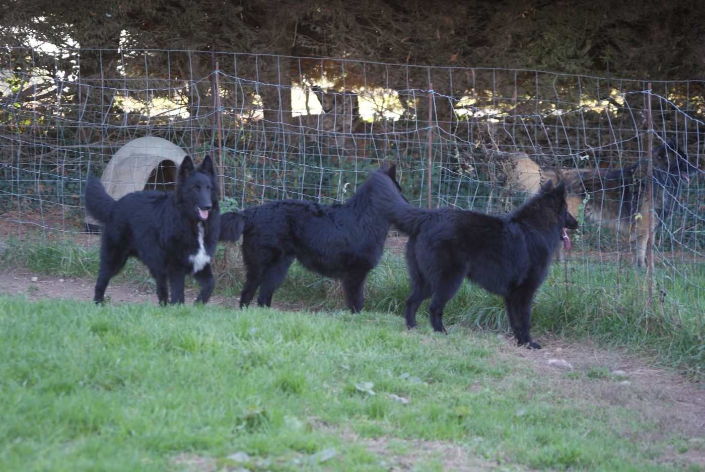 Chiot Berger Belge du Domaine de Vauroux