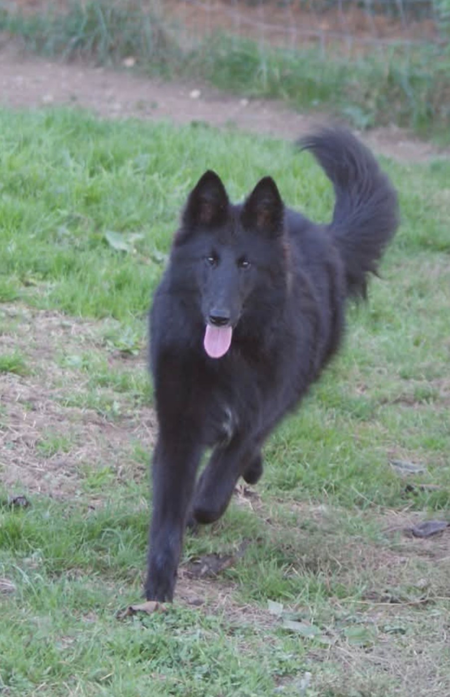 Chiot Berger Belge du Domaine de Vauroux