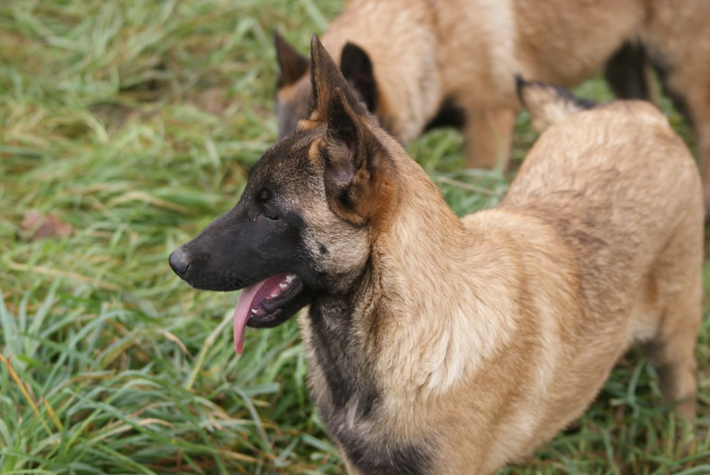 du Domaine de Vauroux - Chiots disponibles - Berger Belge