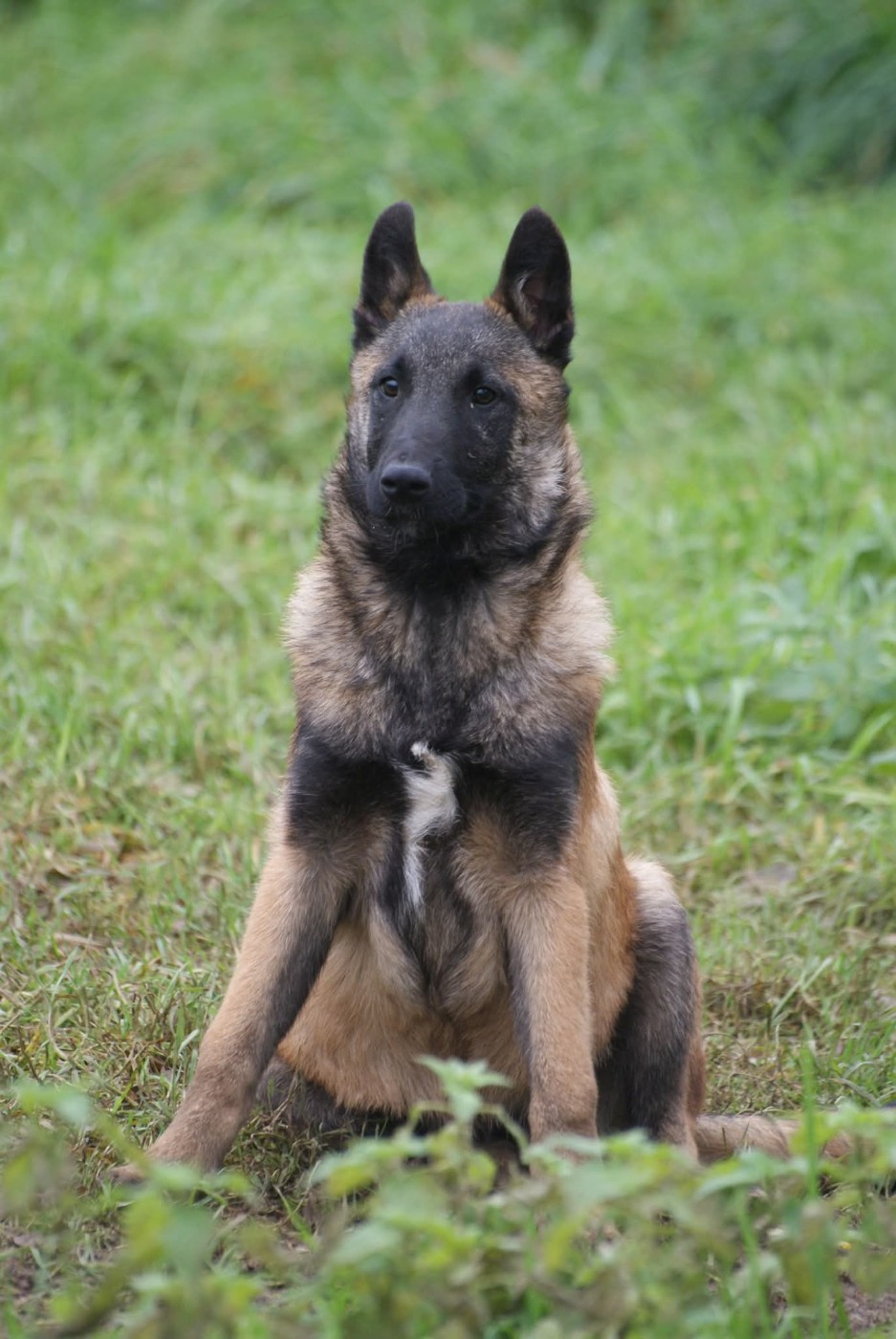 du Domaine de Vauroux - Chiots disponibles - Berger Belge