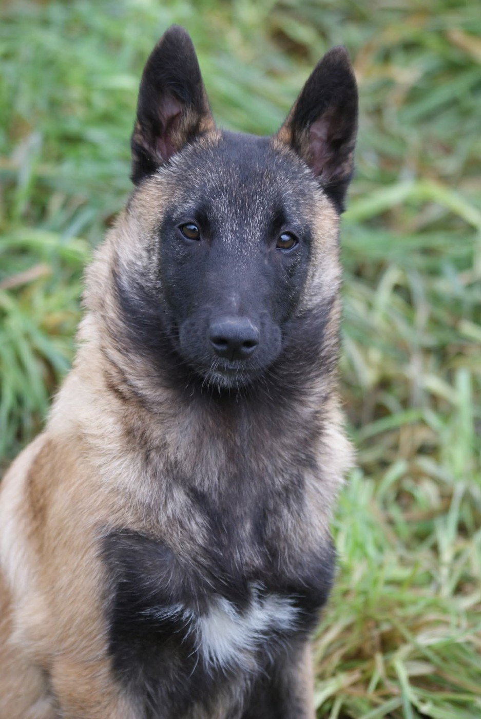 du Domaine de Vauroux - Chiots disponibles - Berger Belge