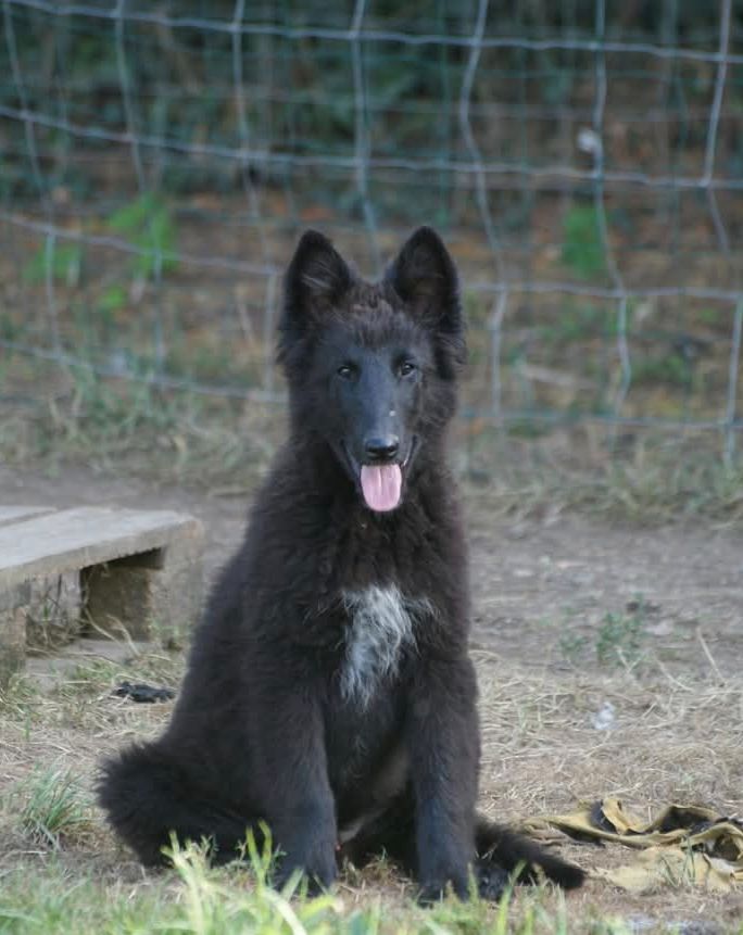 du Domaine de Vauroux - Chiots disponibles - Berger Belge