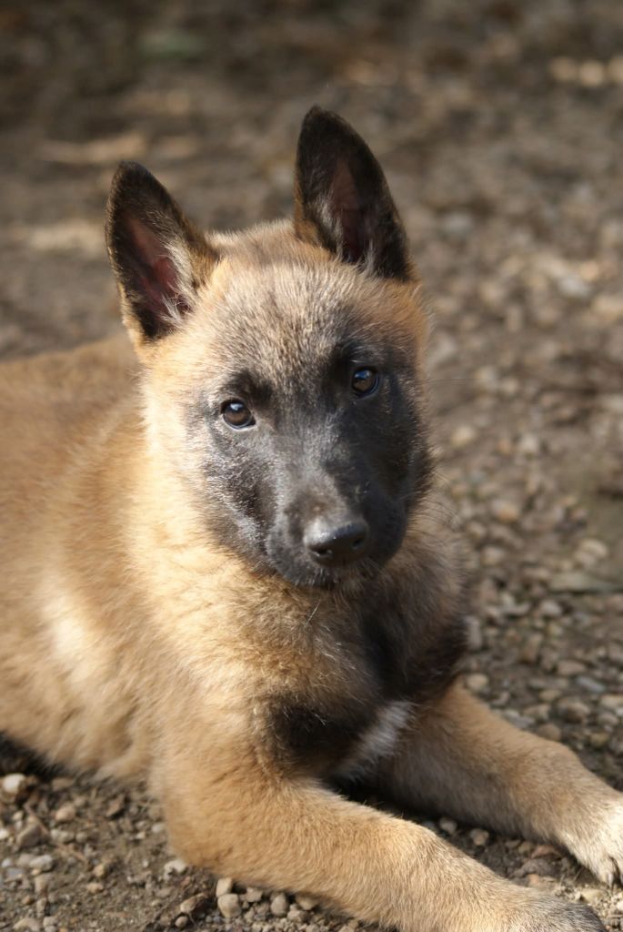 du Domaine de Vauroux - Chiots disponibles - Berger Belge