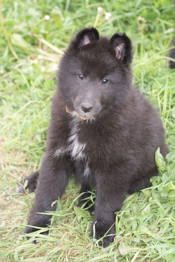 du Domaine de Vauroux - Chiots disponibles - Berger Belge