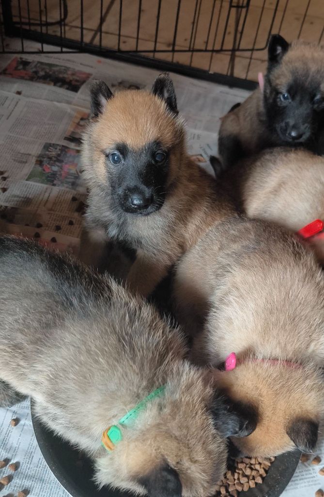 du Domaine de Vauroux - Chiots disponibles - Berger Belge