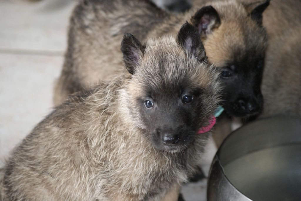 du Domaine de Vauroux - Chiots disponibles - Berger Belge