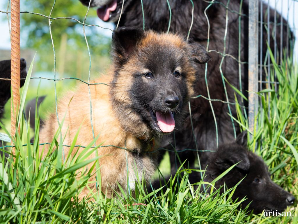 du Domaine de Vauroux - Chiots disponibles - Berger Belge