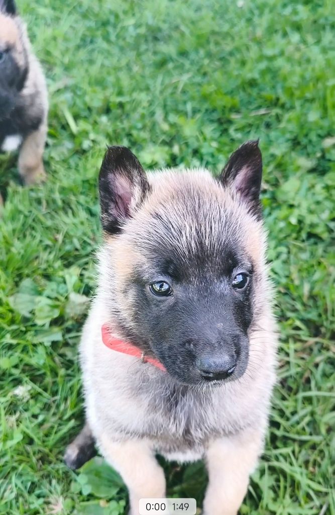 du Domaine de Vauroux - Chiots disponibles - Berger Belge