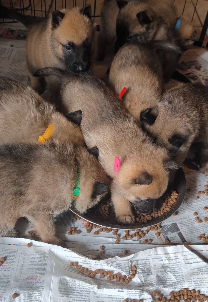 du Domaine de Vauroux - Chiots disponibles - Berger Belge