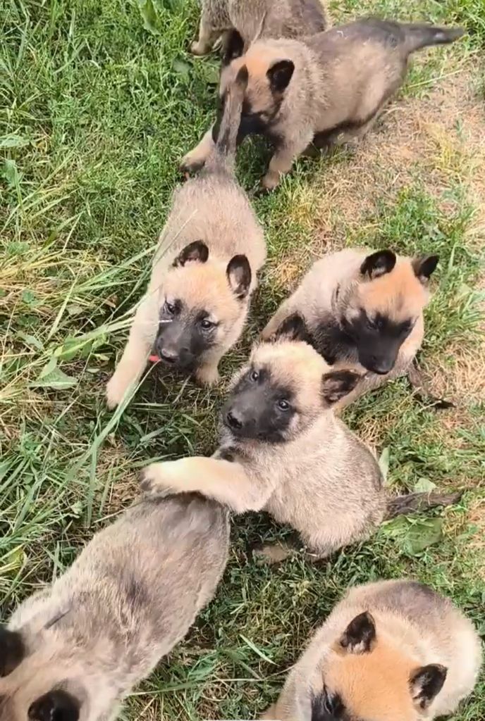 du Domaine de Vauroux - Chiots disponibles - Berger Belge