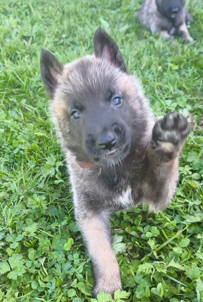 du Domaine de Vauroux - Chiots disponibles - Berger Belge
