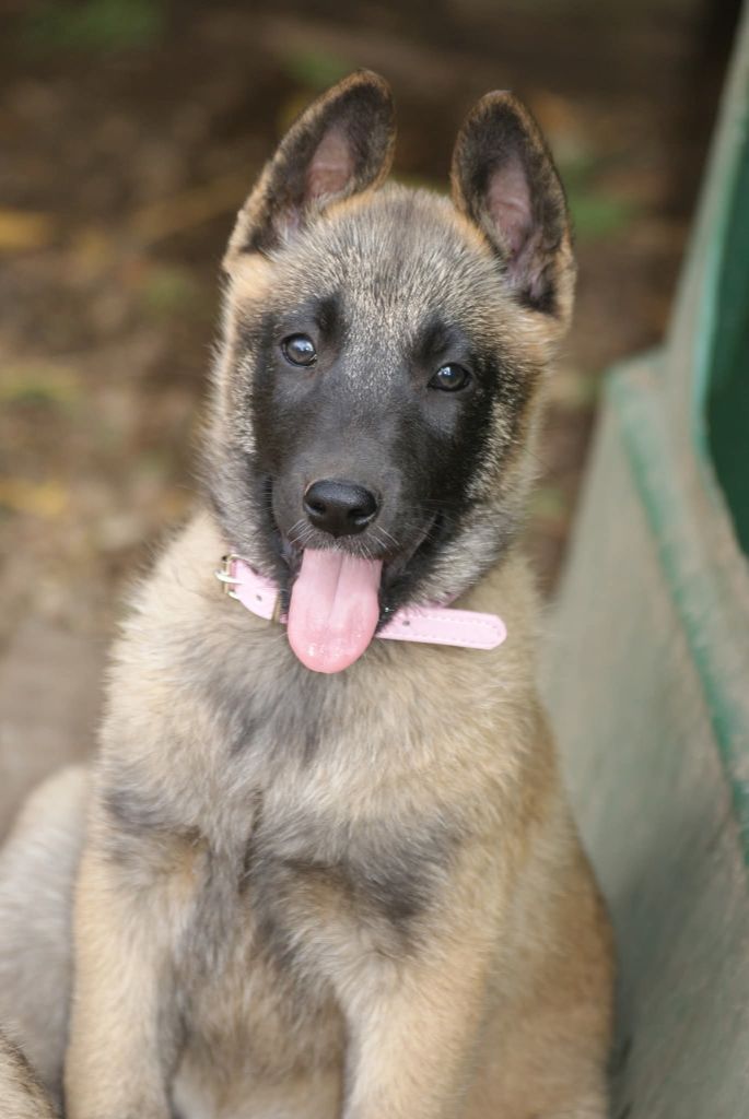 du Domaine de Vauroux - Chiots disponibles - Berger Belge