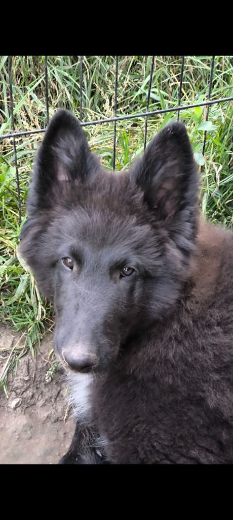du Domaine de Vauroux - Chiots disponibles - Berger Belge
