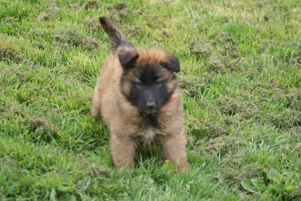 du Domaine de Vauroux - Chiots disponibles - Berger Belge