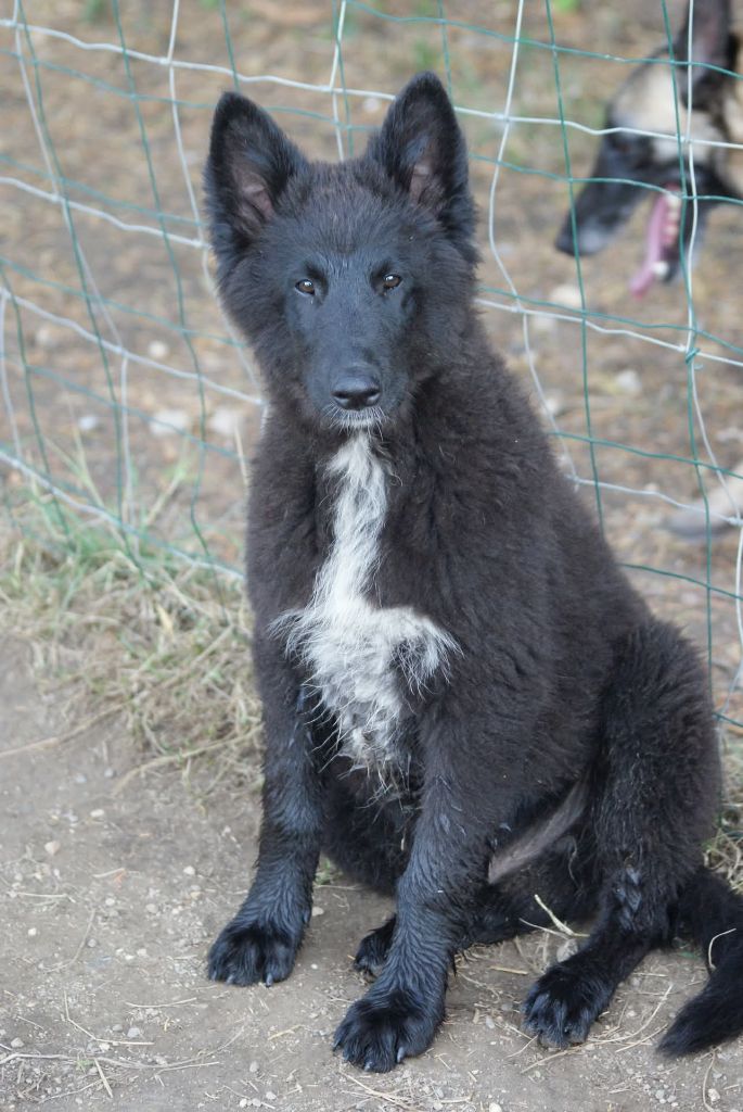 du Domaine de Vauroux - Chiots disponibles - Berger Belge