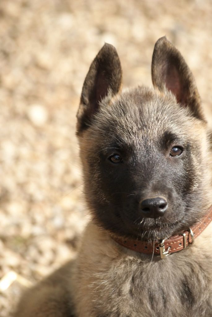 du Domaine de Vauroux - Chiots disponibles - Berger Belge