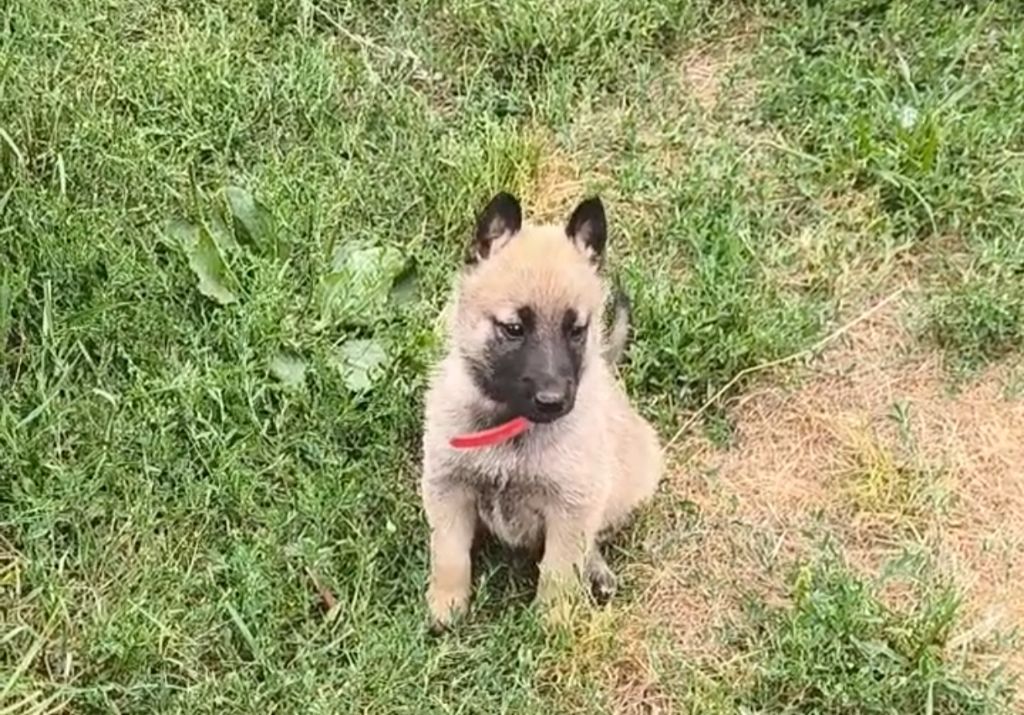 du Domaine de Vauroux - Chiots disponibles - Berger Belge