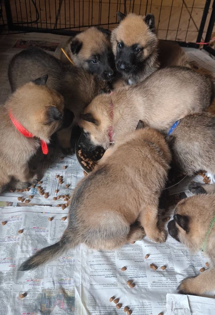 du Domaine de Vauroux - Chiots disponibles - Berger Belge