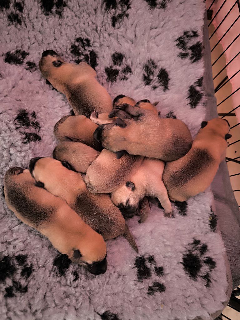 Chiot Berger Belge du Domaine de Vauroux