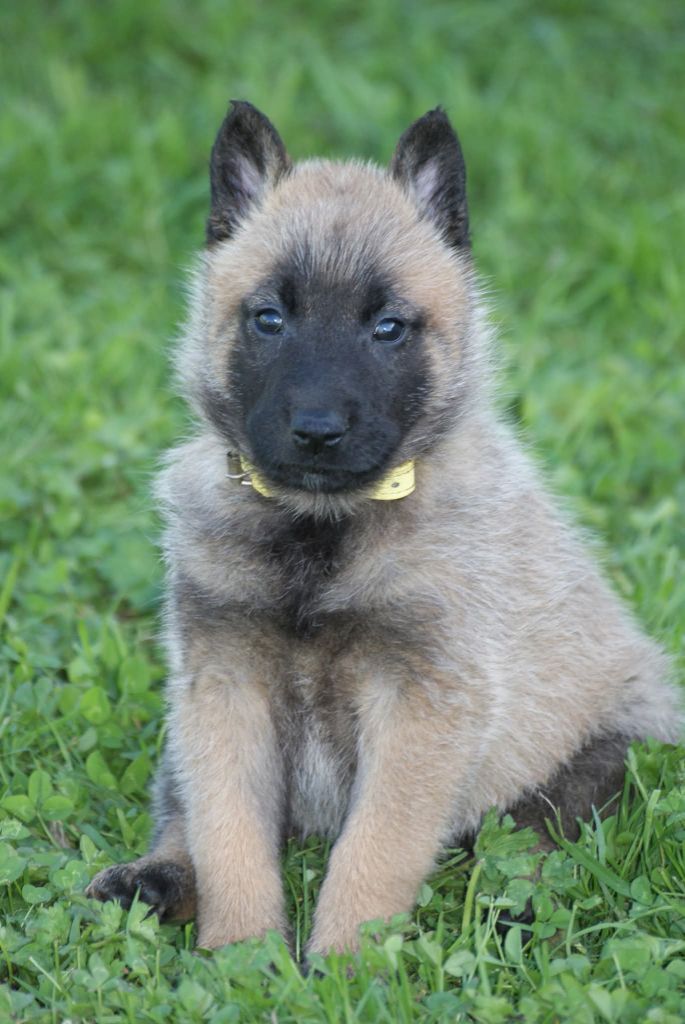 du Domaine de Vauroux - Chiots disponibles - Berger Belge