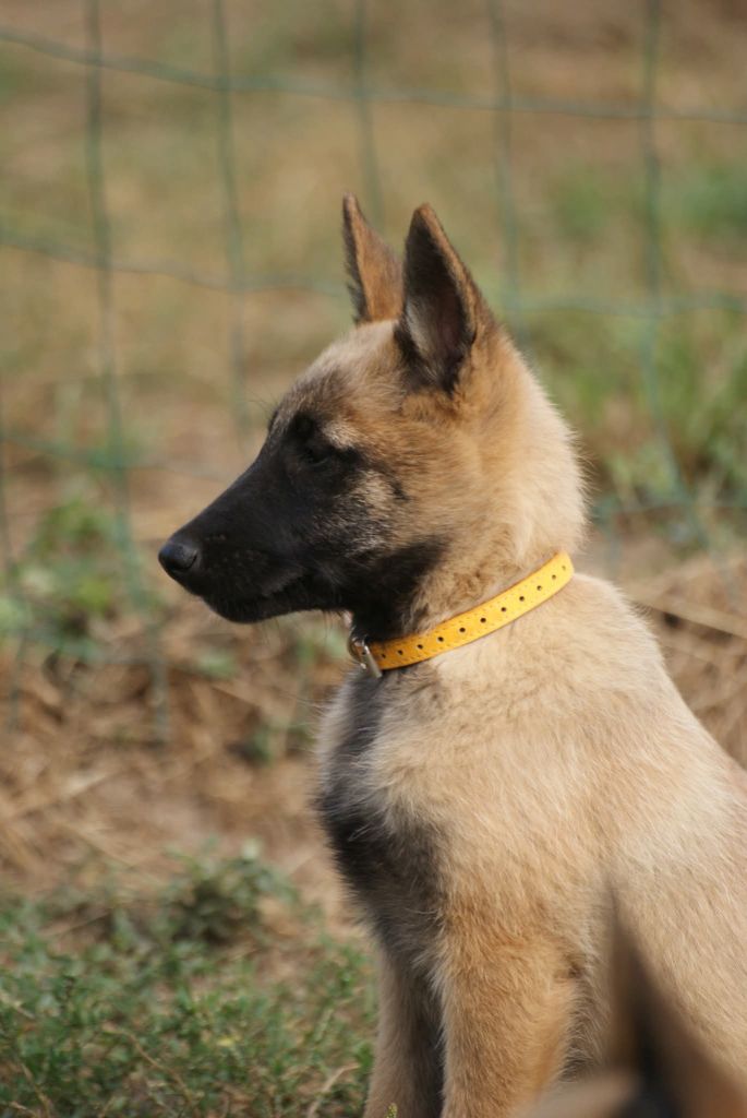 du Domaine de Vauroux - Chiots disponibles - Berger Belge