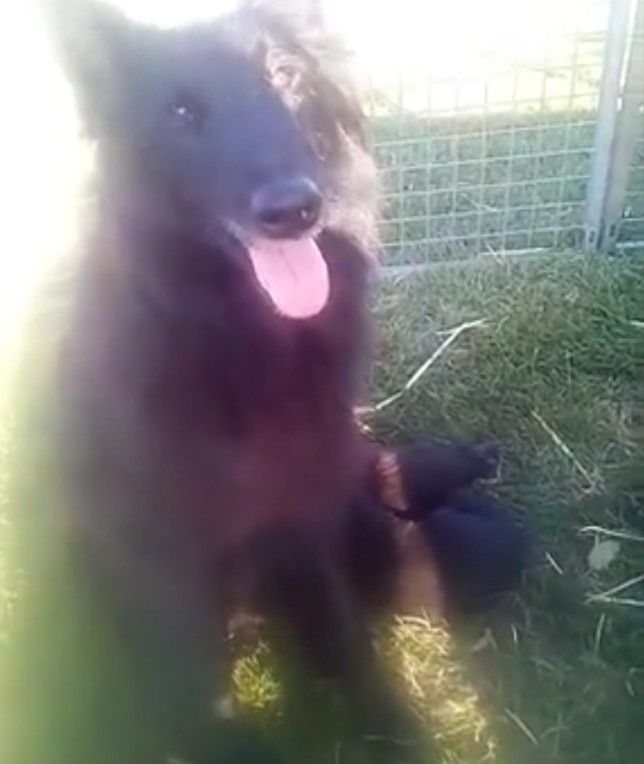Chiot Berger Belge du Domaine de Vauroux