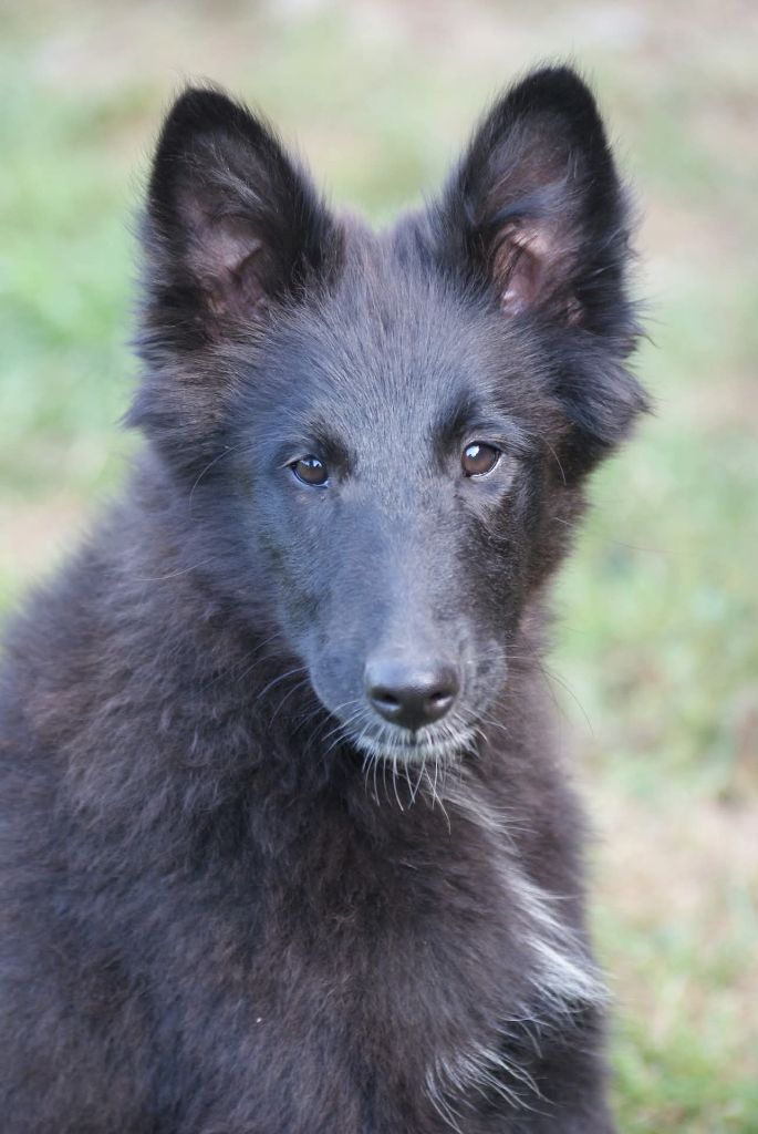 du Domaine de Vauroux - Chiots disponibles - Berger Belge