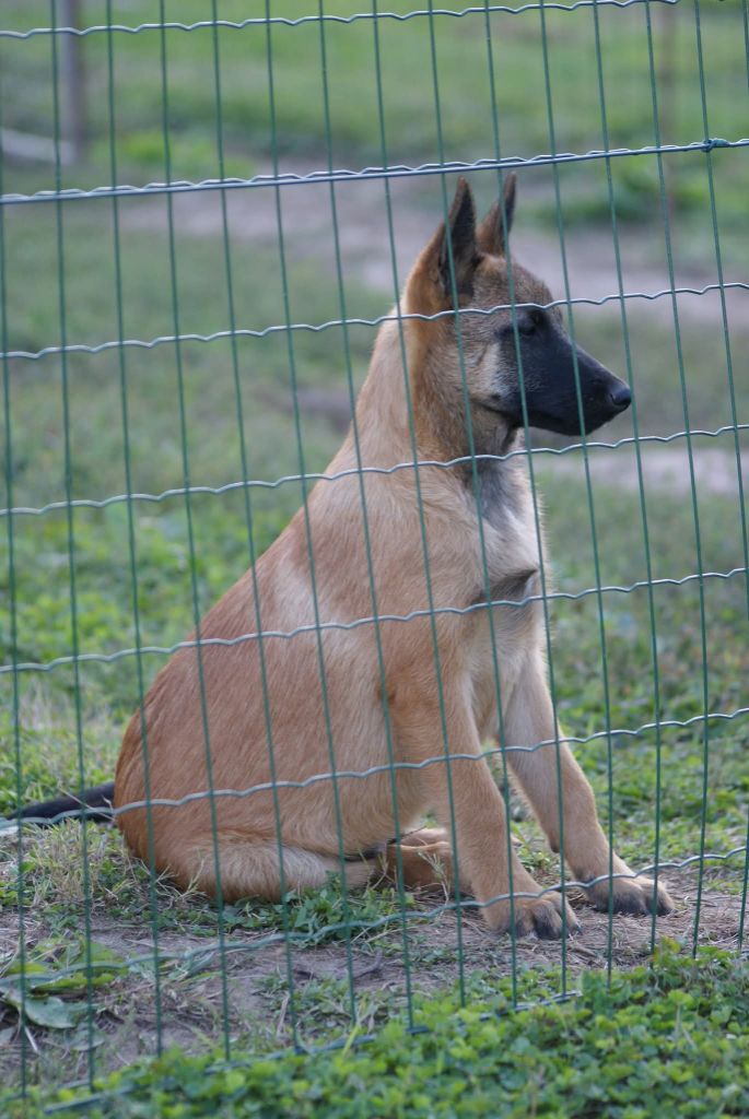 du Domaine de Vauroux - Chiots disponibles - Berger Belge