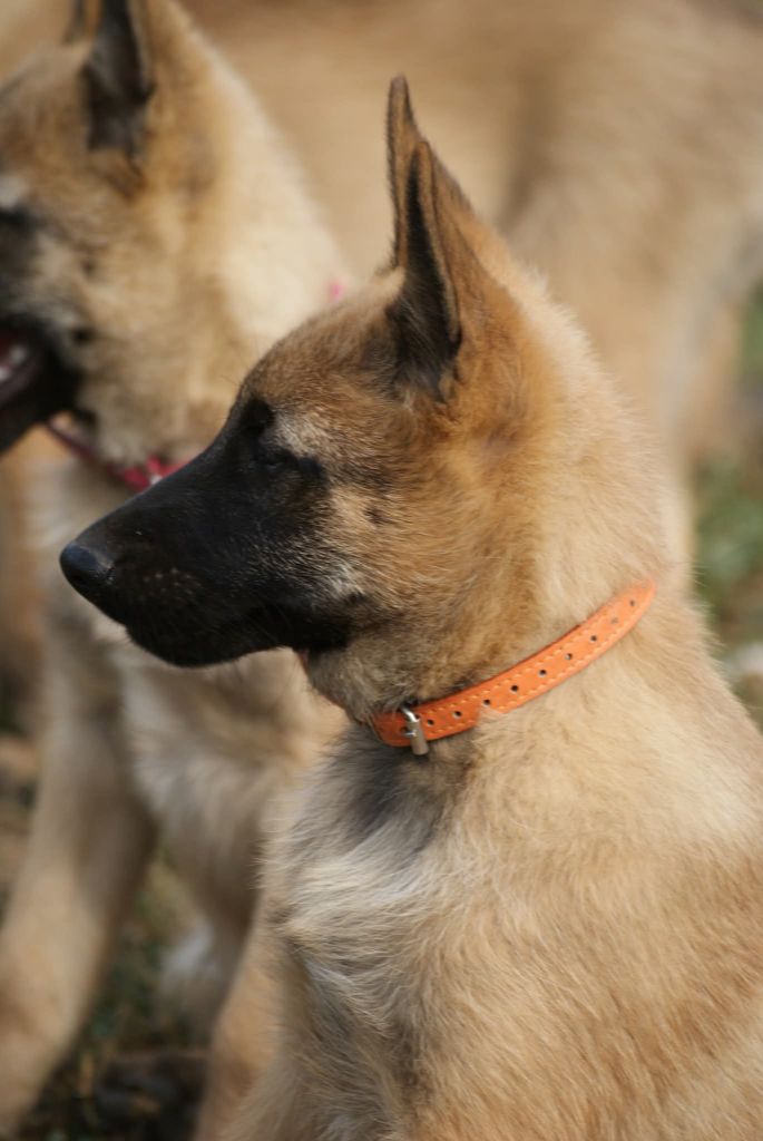 du Domaine de Vauroux - Chiots disponibles - Berger Belge