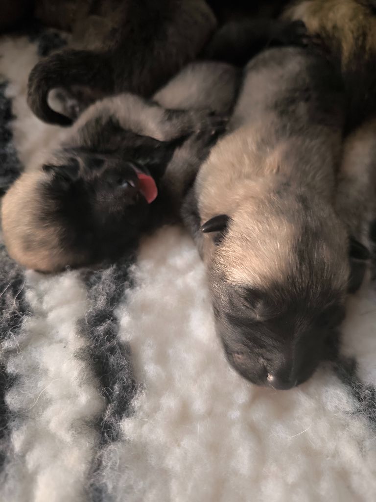 du Domaine de Vauroux - Chiots disponibles - Berger Belge