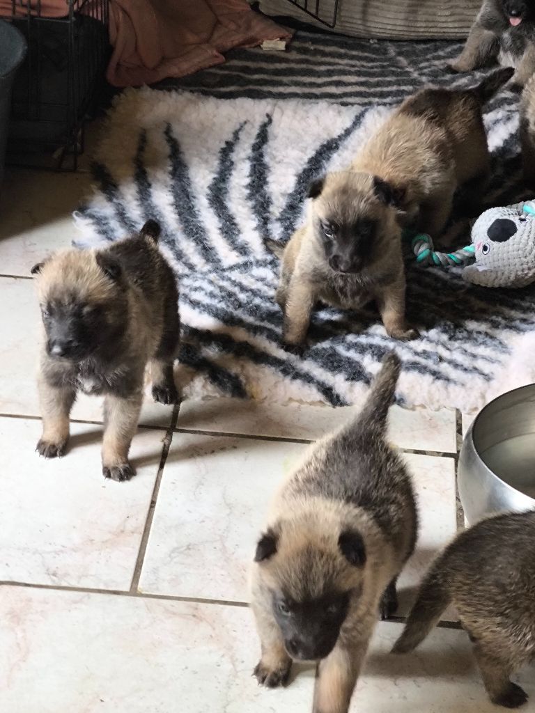 du Domaine de Vauroux - Chiots disponibles - Berger Belge