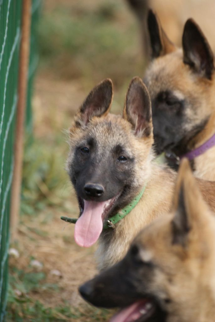 du Domaine de Vauroux - Chiots disponibles - Berger Belge