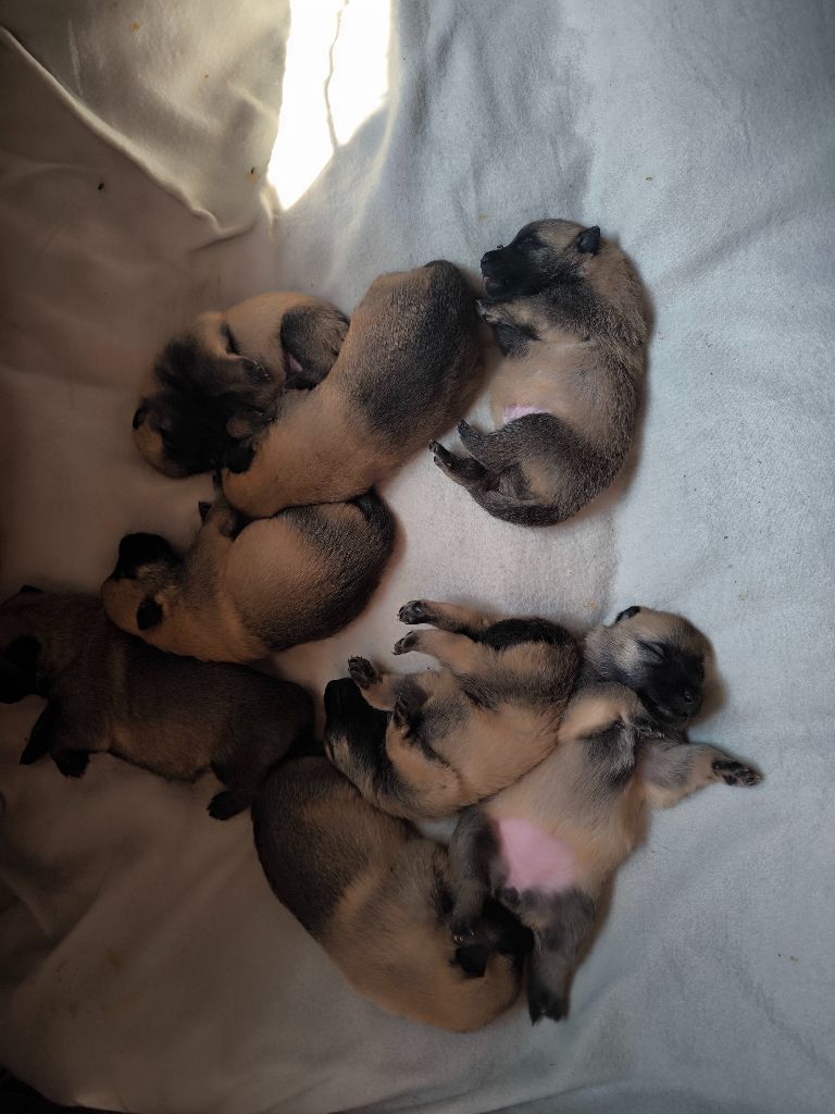 du Domaine de Vauroux - Chiots disponibles - Berger Belge