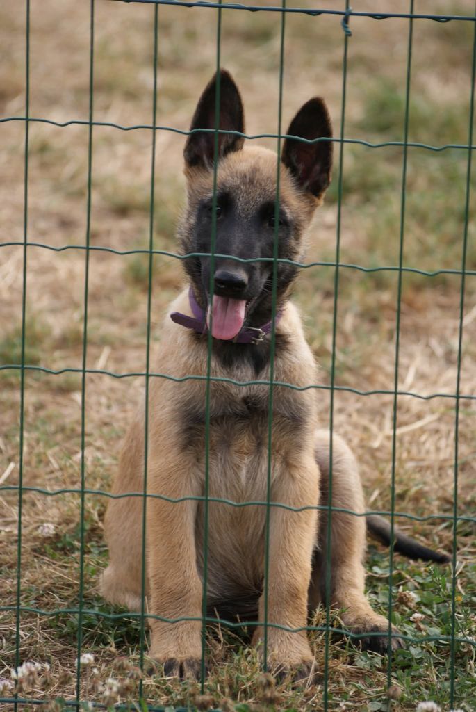 du Domaine de Vauroux - Chiots disponibles - Berger Belge