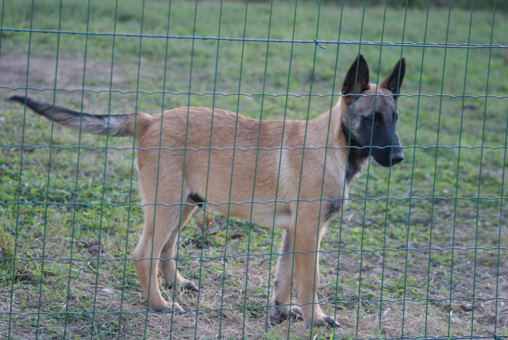 du Domaine de Vauroux - Chiots disponibles - Berger Belge
