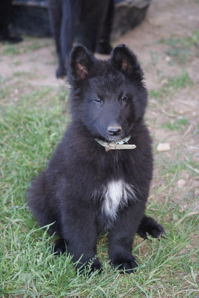 du Domaine de Vauroux - Chiots disponibles - Berger Belge