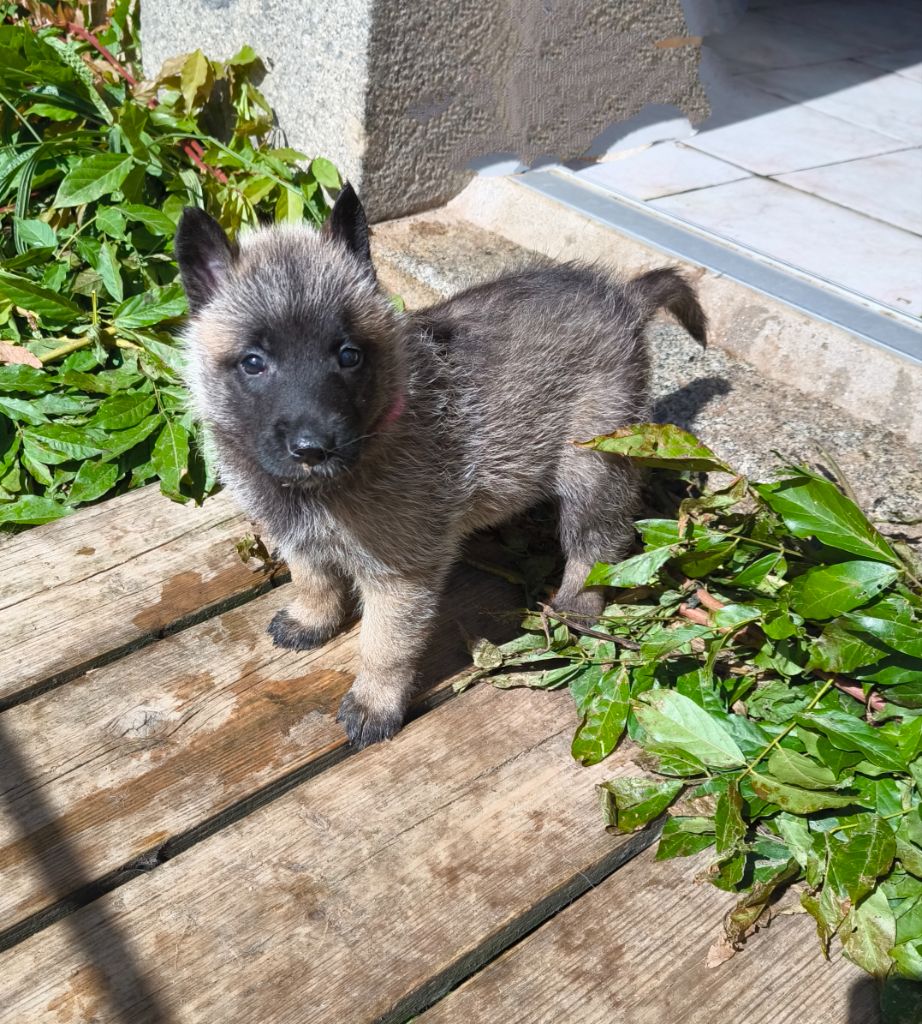 du Domaine de Vauroux - Chiots disponibles - Berger Belge