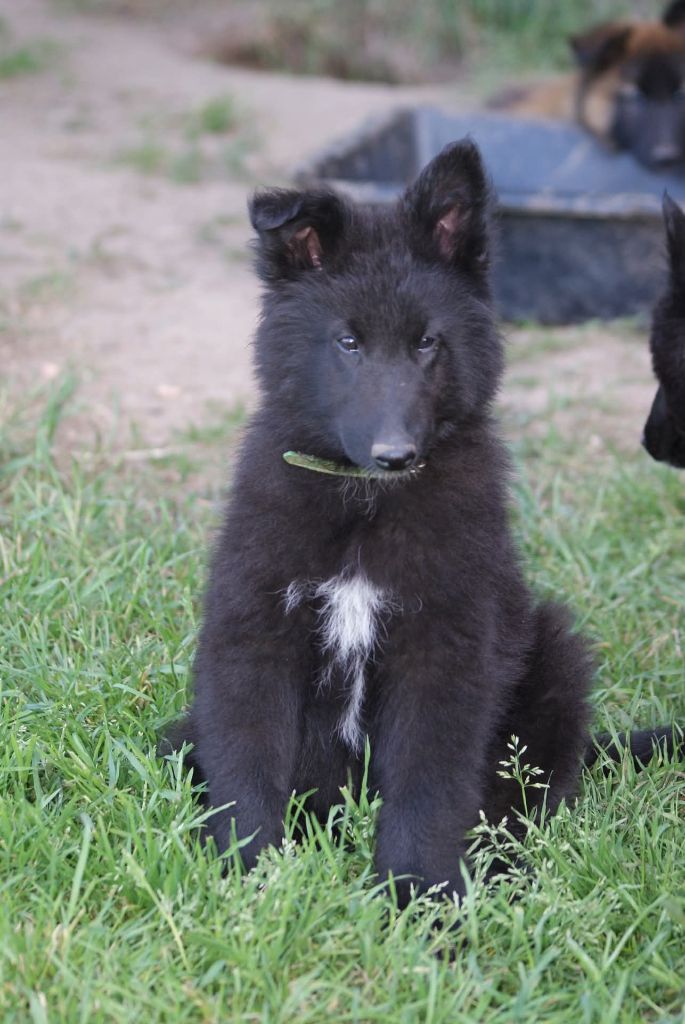 du Domaine de Vauroux - Chiots disponibles - Berger Belge