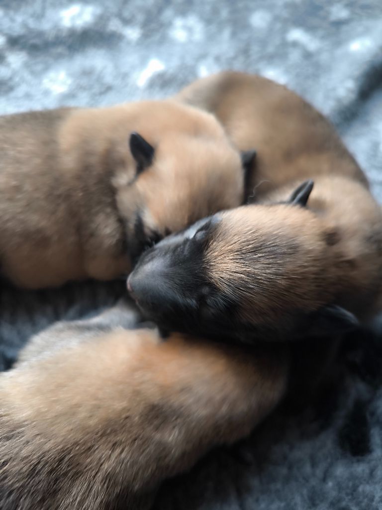 du Domaine de Vauroux - Chiots disponibles - Berger Belge
