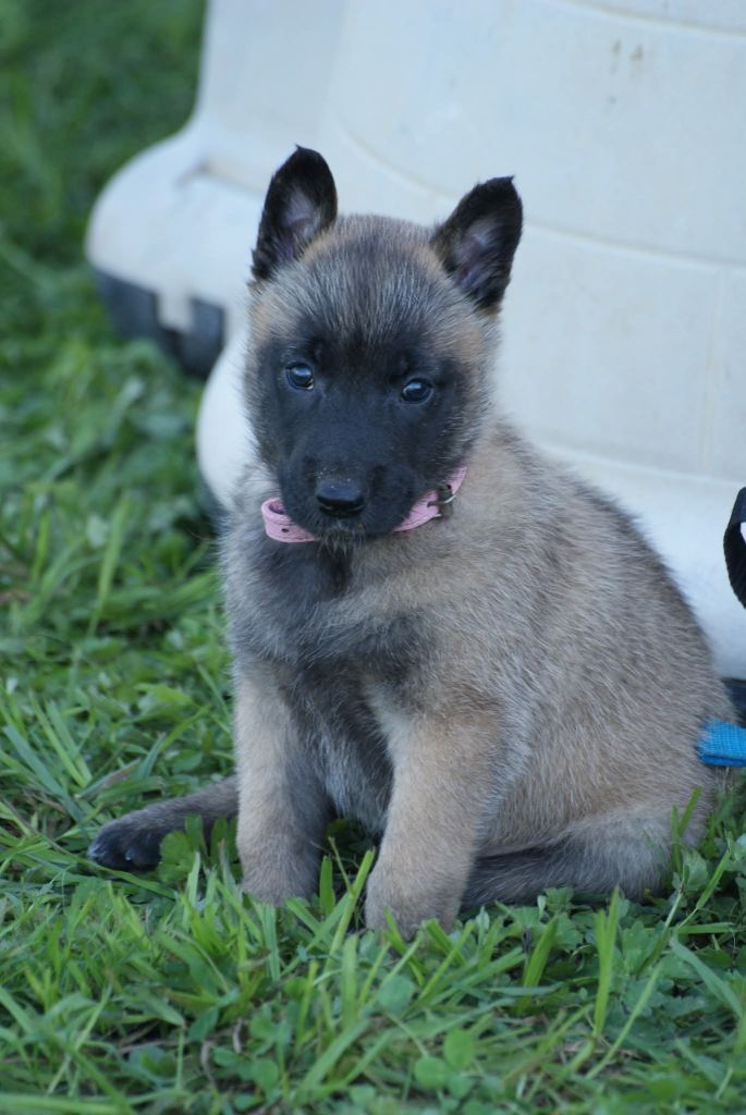 du Domaine de Vauroux - Chiots disponibles - Berger Belge