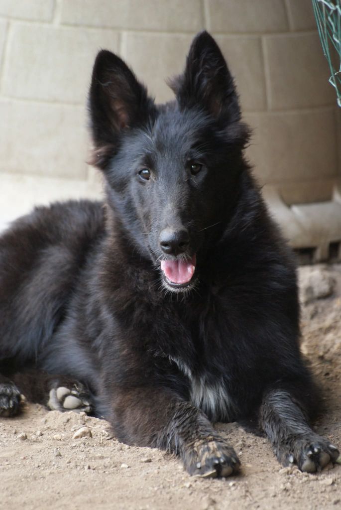 du Domaine de Vauroux - Chiots disponibles - Berger Belge