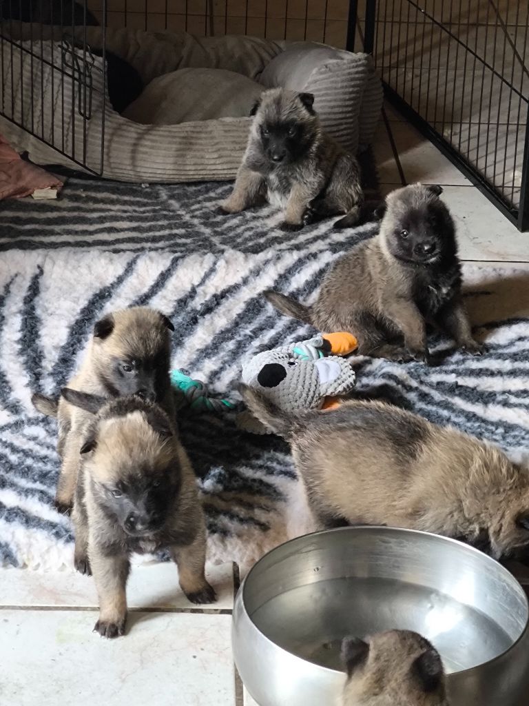 du Domaine de Vauroux - Chiots disponibles - Berger Belge