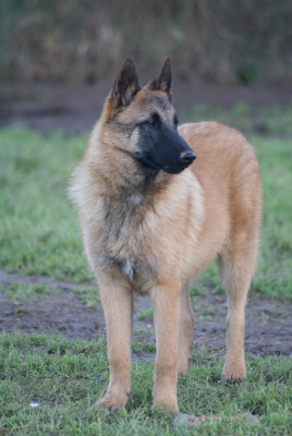 ALTO, MALINOIS MALE collier Orange